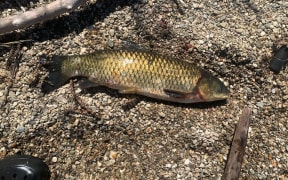 A grass carp caught by an angler in Lake Dunstan over the holiday period. Estimated weight 3.5lbs. Caught on a softbait. Fish was killed. The angler was Louie Macandrew.