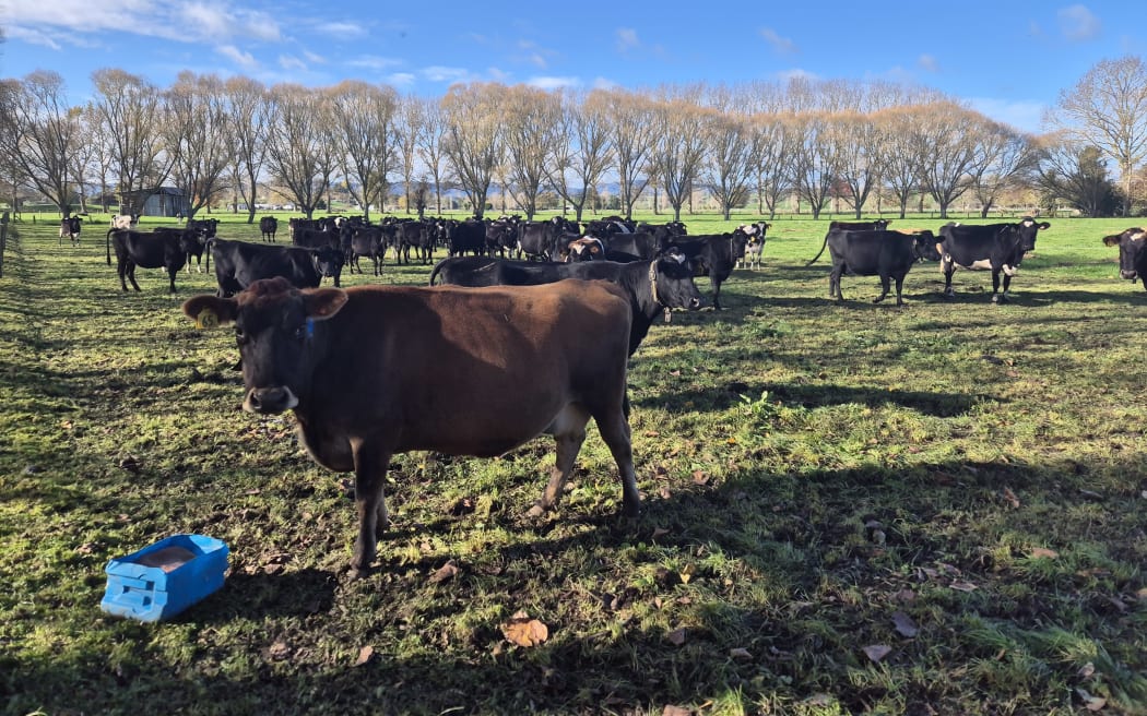 Dairy farming's never been easier, with automation a key part of life on this Waikato farm.