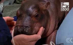 Paediatricians save premature hippo with 24hr care