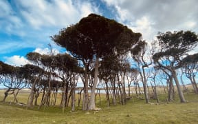REKOHU 3 - CHATHAM ISLANDERS