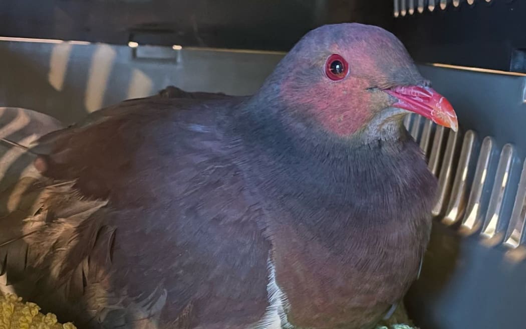 Moana the kererū