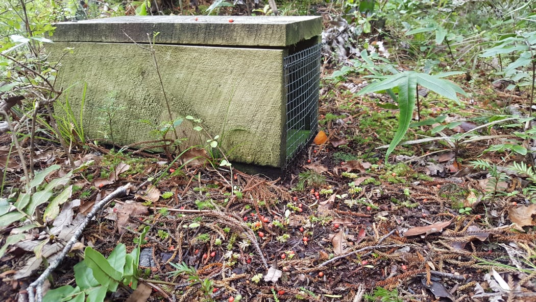 Thousands of stoat traps are being used in Fiordland to keep islands free of the voracious introduced hunter. Rimu fruits carpet the forest floor around this trap.