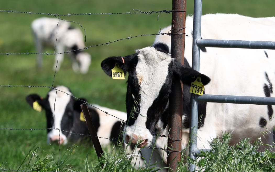 Cows graze in a field at a dairy farm on April 26, 2024 in Petaluma, California.
