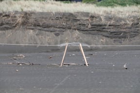 Dotteral shelter at Piha.