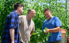A group shot of Mark, Lloyd and Pete in discussion. Pete is holding a piece of tomato plant and is showing the underside of a leaf to Mark and Lloyd who are leaning in to look at it. Behind them is a row of tomato plants and a stack of plastic crates.