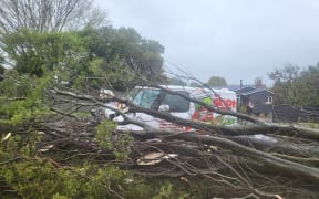 The Shot South owner Justine Abbott said she was on North Road when the tree "came out of nowhere."