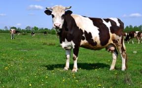 Cow on farm. (File photo)