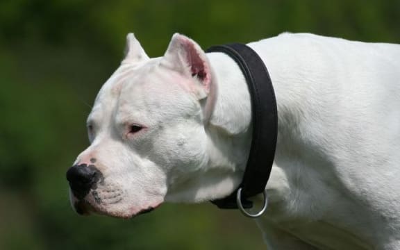dog, Dogo Argentino, generic