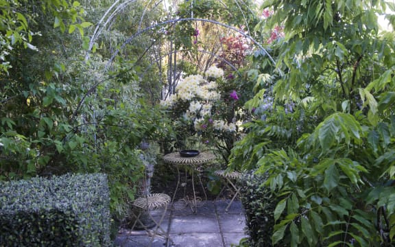 Courtyard garden featuring white Rhododendrons and a clipped square hedge