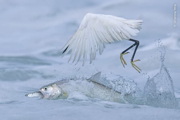 Synchronised Fishing by Qingrong Yang, China. A ladyfish snatching its prey from right under a little egret’s beak.