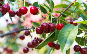 Ripe cherries in the garden of a private house