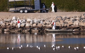 Cleanup workers attempt to contain oil which seeped into Talbert Marsh, home to around 90 bird species, after a 126,000-gallon oil spill from an offshore oil platform in Huntington Beach, California.