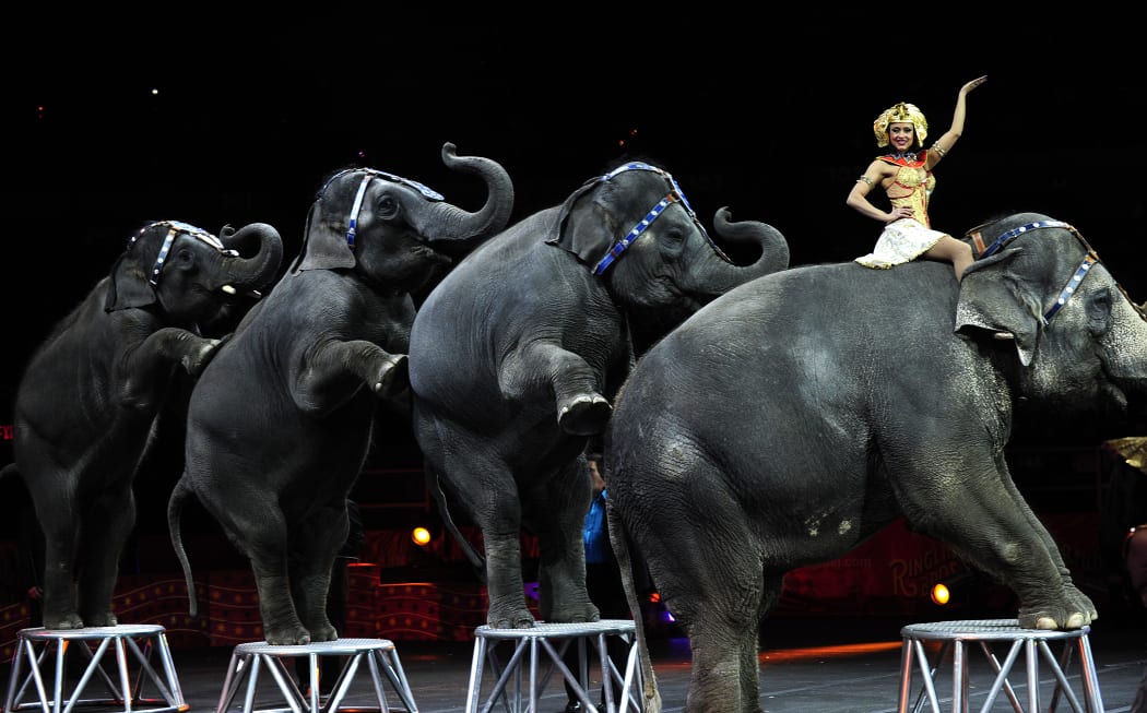 Ringling Bros. and Barnum & Bailey circus elephants during Barnum's FUNundrum in New York.