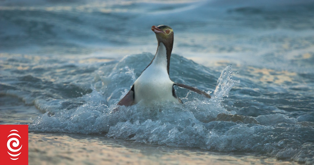 Emergency set net fishing ban to protect threatened hoiho around Otago Peninsula extended