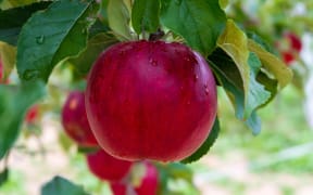 Bright red apple on the tree in the foreground, with tree branches, leaves, other apples in the background.