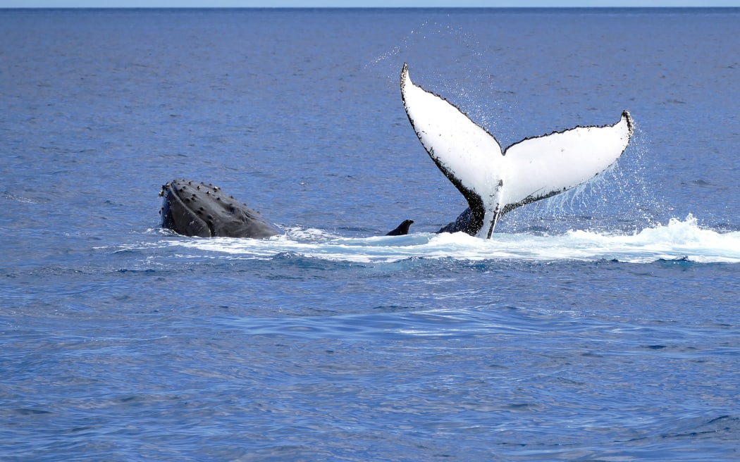 Humpback whale on the surface, Fraser Island, Australia.