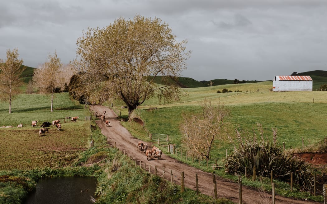 Rosie and Robert, both 65, farm some 200 hectares at Kaimata, just outside Kōhanga Moa - Inglewood in Taranaki, on a property that has been in Robert's family for generations.