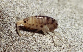 Mōwhiti NZ Sandhopper