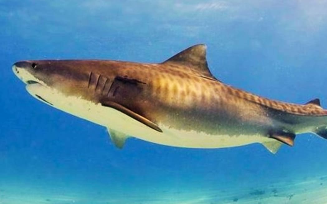 A tiger shark
