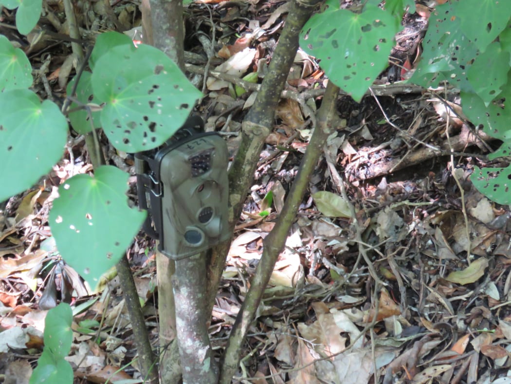 Pest audit spy cam