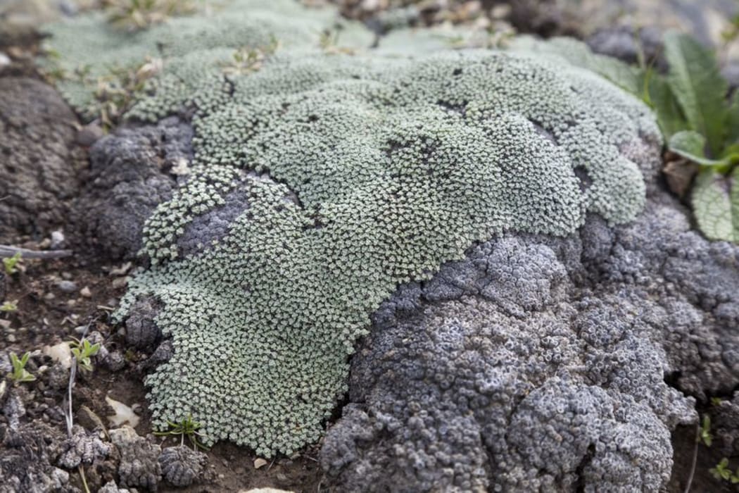 Australian biosecurity destroyed a collection of New Zealand lichen specimens destined for the Australian National Herbarium in Canberra.