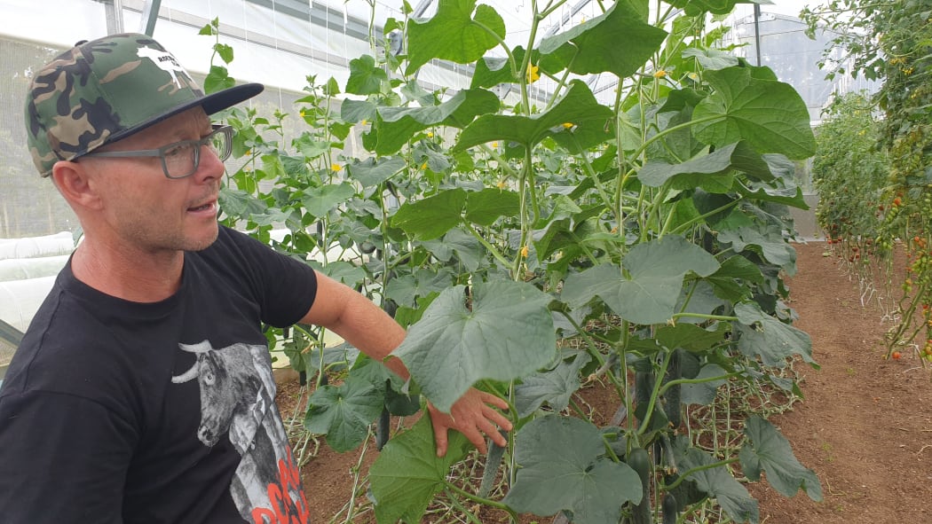 Jodi Roebuck shows off his cucumber plants.
