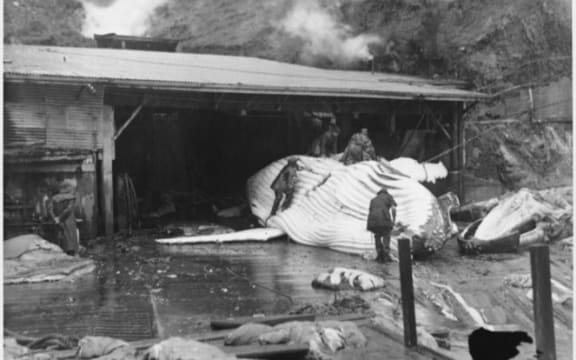 Humpback whale being processed at the Perano Whaling Station Tory Channel 1948