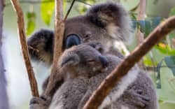 Feathers fly in dispute over Ambani zoo's pursuit of rare parrot | RNZ