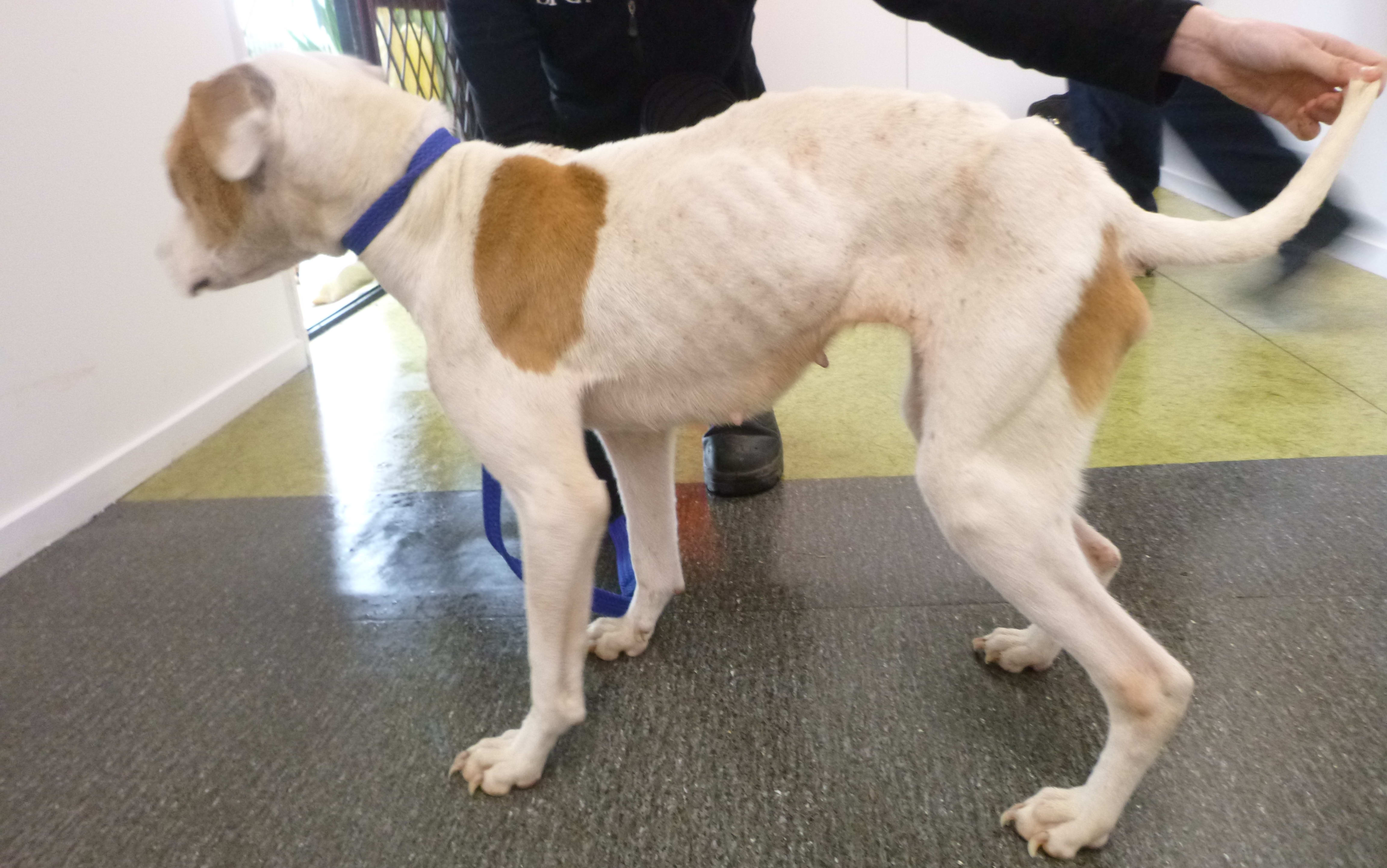 Dog named Sass rescued by SPCA in Tauranga