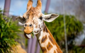 Auckland Zoo giraffe
