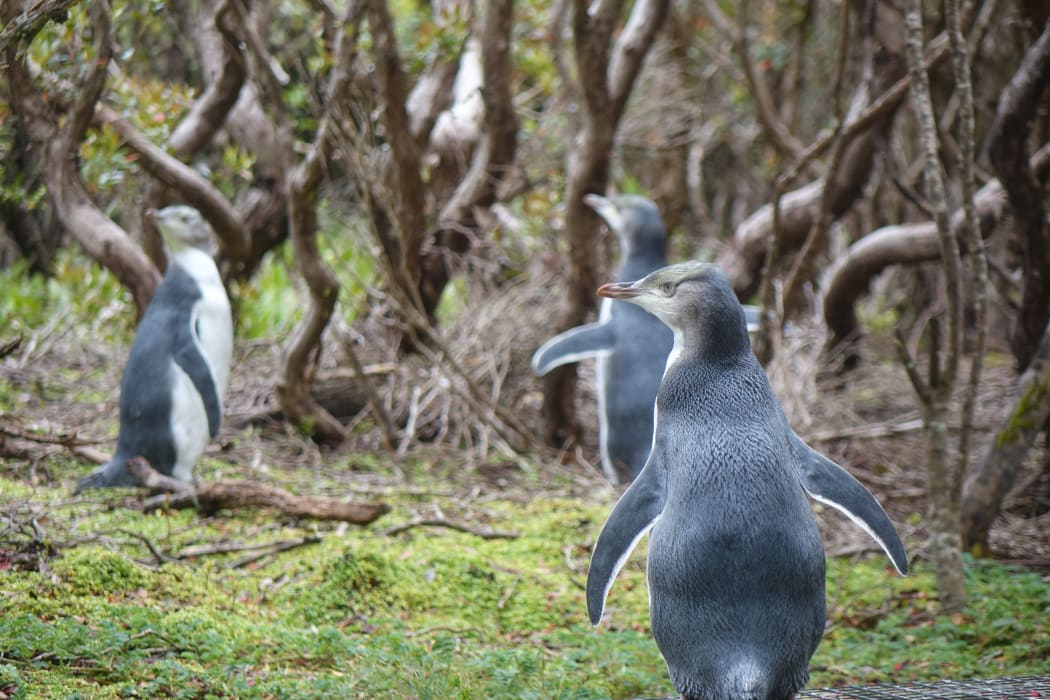 Penguins at the Auckland Islands