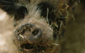 A close-up of a pig's snout covered in hay.
