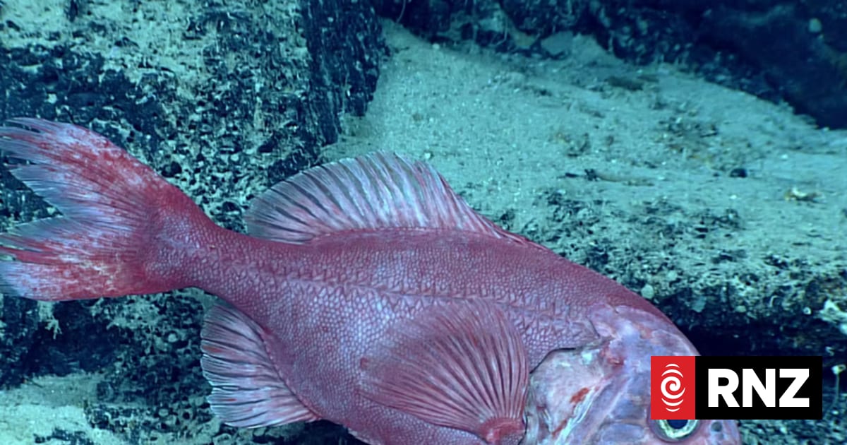 Environmental group hails court decision on orange roughy catch-limit