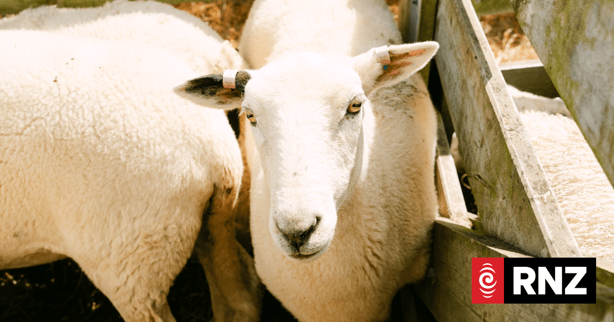 Country Life: Inside Kapiro Farm's quest to find the sheep of the future
