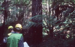 Radiata Pine