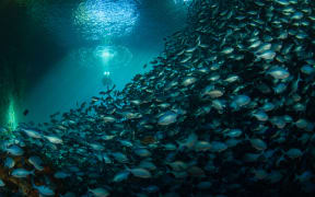 Crispin Middleton explores the Poor Knights Island marine reserve