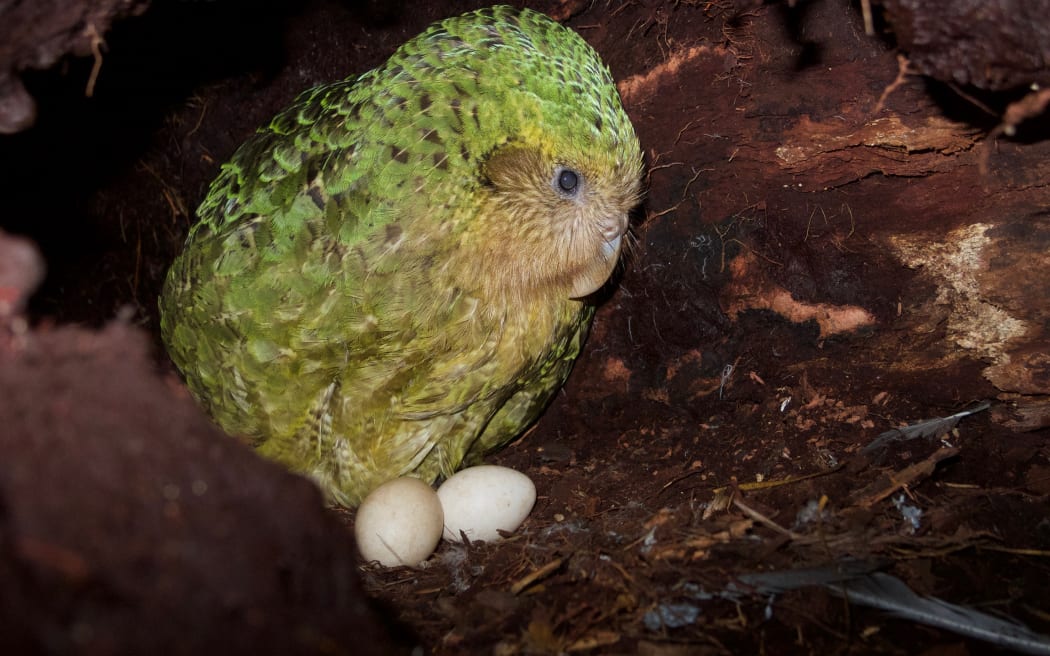 The kākāpō Weheruatanga-o-te-Po nesting in 2019. Kākāpō are predicted to breed again in 2022.