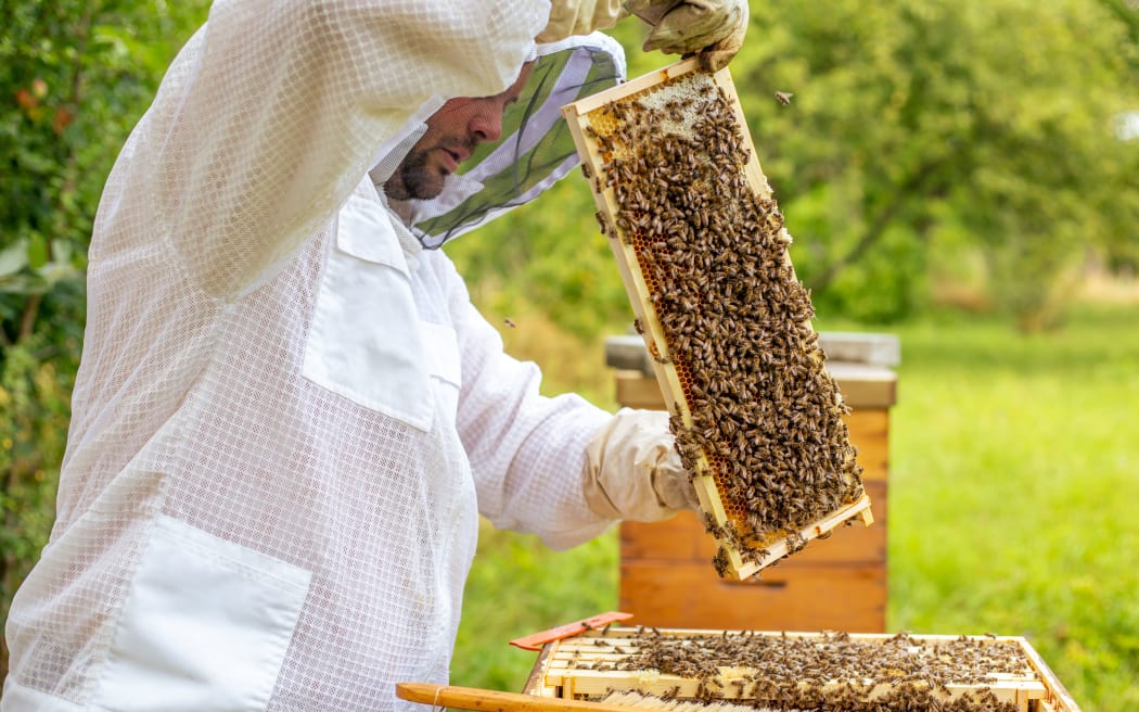 Beekeeping concept, beekeeper looks after bees, the bees checks, checks honey, beekeeper exploring honeycomb, smoking bees