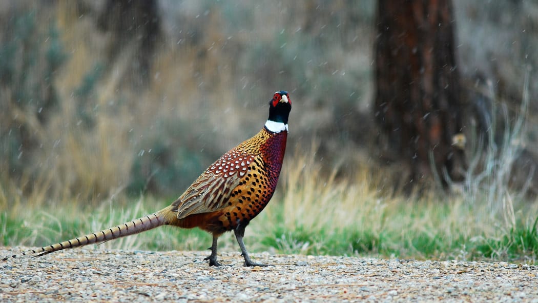 A pheasant.