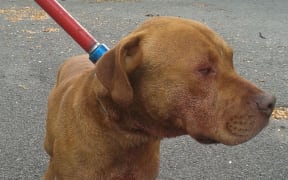 The two-year-old pitbull