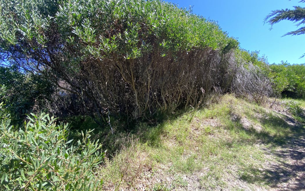 War on weeds - could a wasp join the fight? | RNZ