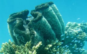Tridacna gigas clam, the largest of the species can exceed 250 kg.