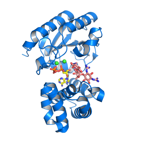 Antibiotic resistance enzyme with a molecule of streptomycin
