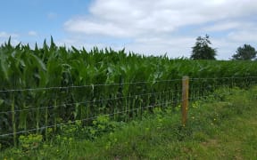 Maize - December