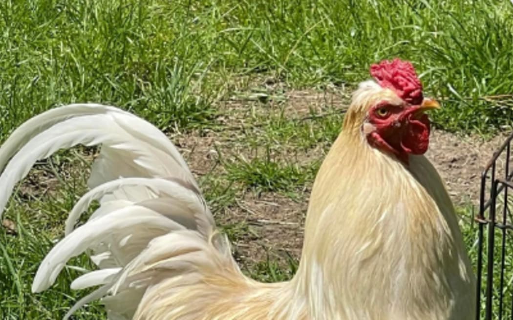 Rupaul the Wellington rooster is in need of a good home.