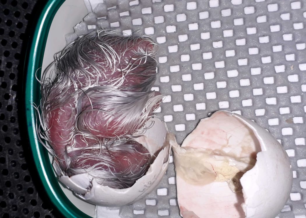 Kākāpō chick Waikawa-2-A, photographed just as it broke out of the eggshell.