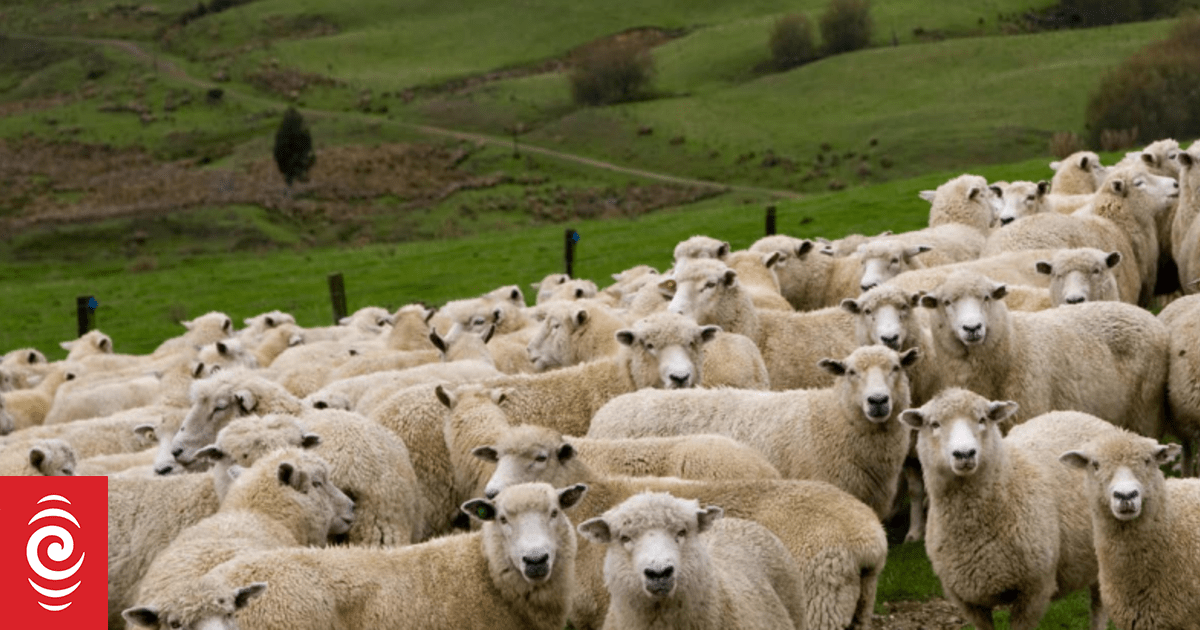 West Bank Shepherd Reports Loss of 45 Sheep to Settlers