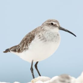 Photo for Curlew sandpiper