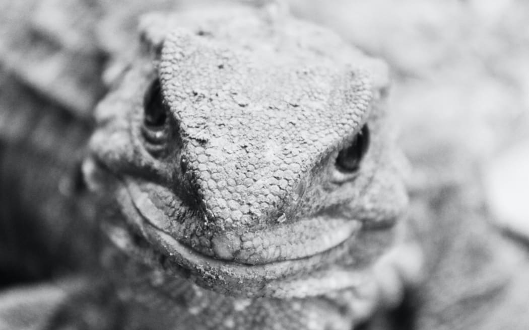 A tuatara in Otorahanga, New Zealand