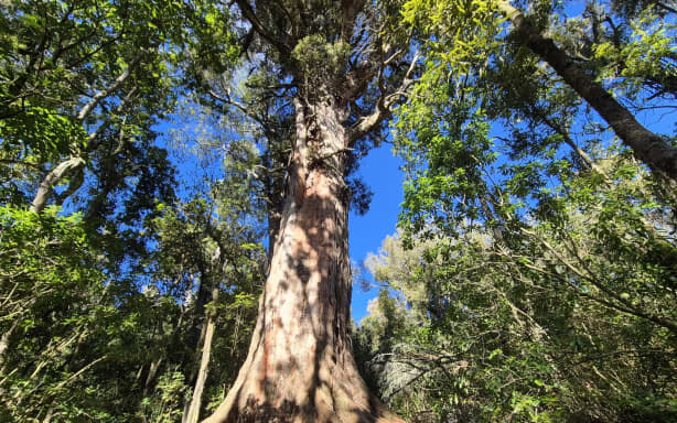 Hawke's Bay community makes big effort to restore native A'Deane's Bush ...